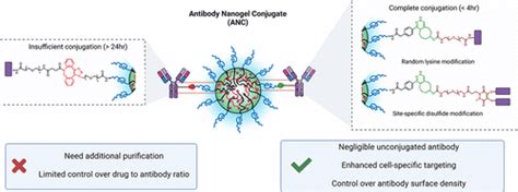 Optimizing Conjugation Chemistry Antibody Conjugation Site And Surface Density In Antibody