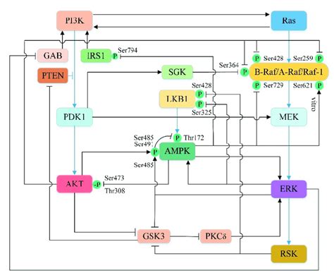 Cross Talk Between Pi3kakt Ampk And Rasrafmekerk Pathway Black Download Scientific