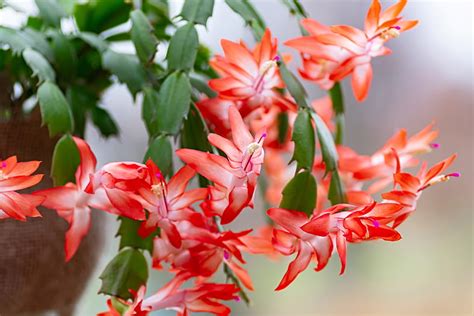 Guide To Schlumbergera How To Grow And Care For The “christmas Cactus”