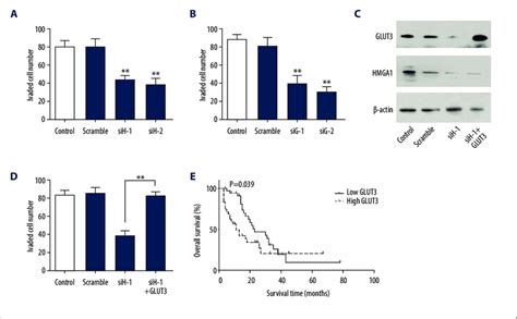 GLUT3 Was Required In HMGA1 Induced Invasion A B HMGA1 A Or GLUT3