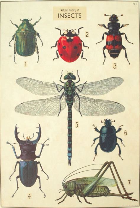 Pin By Becca Barndollar On Cool Designs Nature Art Prints Insect Art