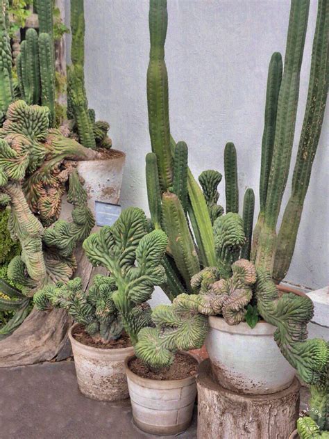 Cactus In Peru Cactus Ornamental Plants Planting Succulents