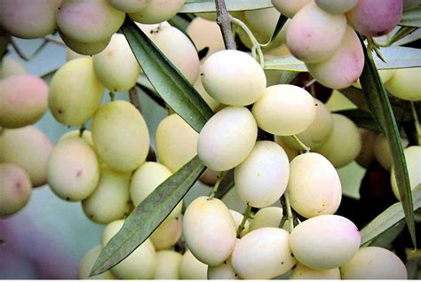 Uncovering The Treasure Of Calabria S White Olives Nspirement