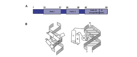 4 Structure Of The Dna Binding Homeodomain Download Scientific Diagram