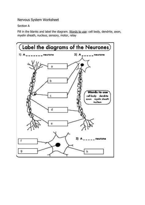 Solved Nervous System Worksheet Section A Fill In The B