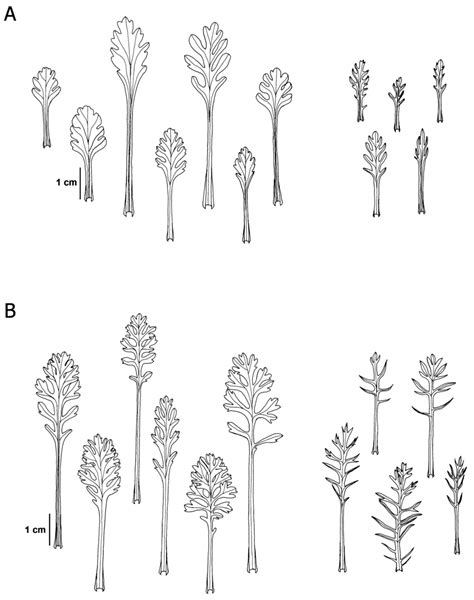 FIGURE. Representative shapes of rosette leaves (left) and cauline... | Download Scientific Diagram