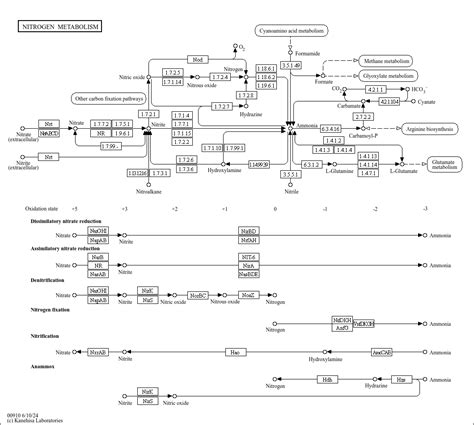 KEGG PATHWAY Nitrogen Metabolism Reference Pathway