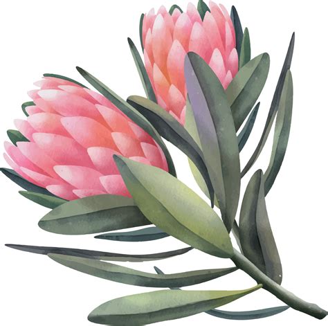 Hand drawn watercolor pink protea flowers, isolated illustration on a white background 16202453 ...