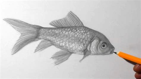 How To Draw A Fish Goldfish Pencil Drawing Youtube