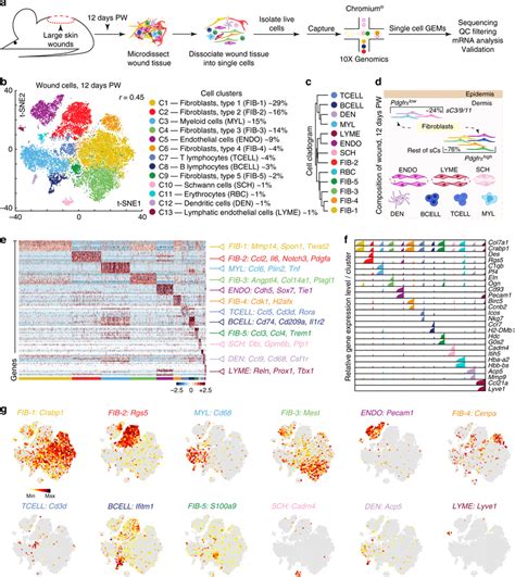 Scrna Seq Analysis Reveals Cellular Heterogeneity In Day Wounds A