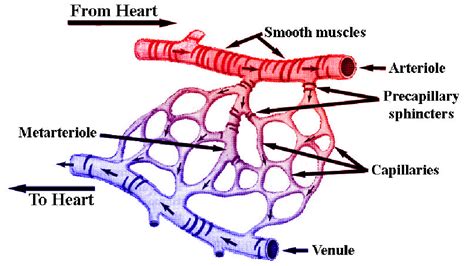 Physiology Tutorial - Blood Vessels