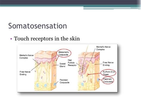 Somatosensation