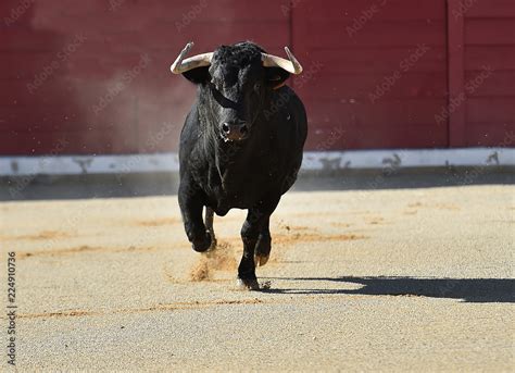 toro español corriendo en una plaza de toros Stock Photo | Adobe Stock