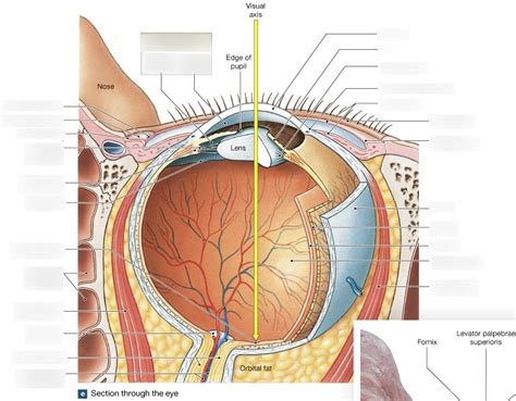 Eye Superior View Diagram Quizlet