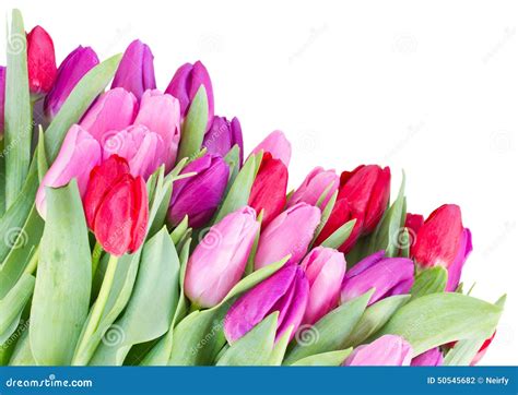 Bouquet of Red and Purple Tulip Flowers Stock Photo - Image of valentines, background: 50545682