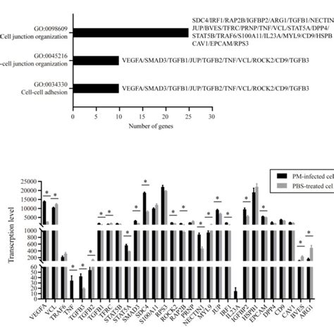 Gene Ontology Go Biological Processes And Differentially Expressed Download Scientific