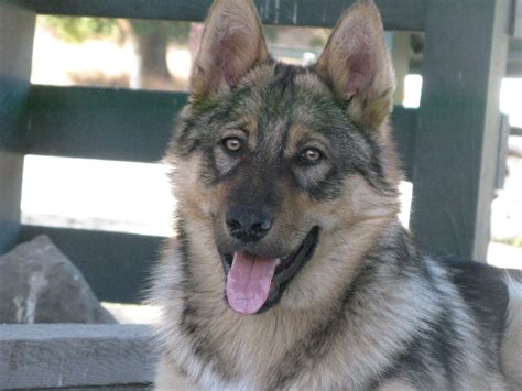 Grizzly Modern Dog Magazine