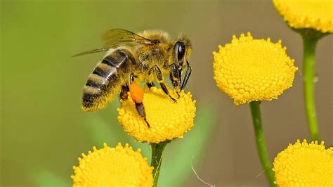 PICADURAS ABEJAS Y AVISPAS Consejos Para Evitar Las Picaduras De