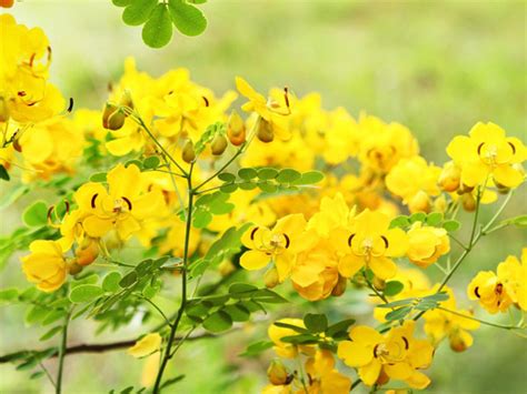 Identify Yellow Flowering Tree | Best Flower Site