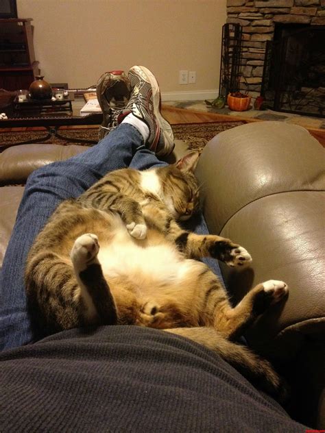 Fat Happy Kitty | Cute cats HQ - Pictures of cute cats and kittens Free