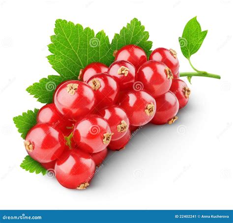 Red Currants Stock Image Image Of Refreshing Berry 22402241