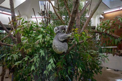 埼玉県こども動物自然公園（埼玉県東松山市）コアラ舎／公園へ行こう！