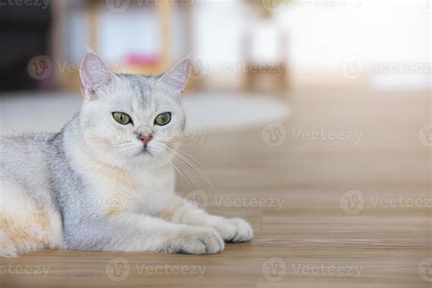 Pelo Corto Brit Nico Un Lindo Gato Que Se Relaja Felizmente En La Casa