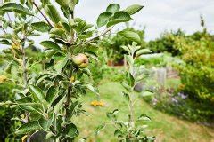 Obstb Ume Richtig Schneiden Bauschweiz Das Portal F R Bauen Und Wohnen