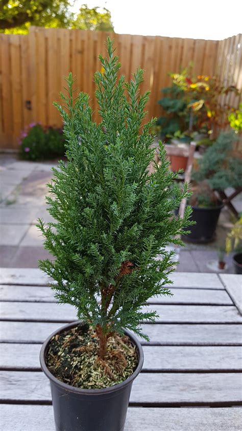 Small conifer in pot identification - Gardening & Landscaping Stack Exchange