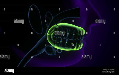 human throat anatomy. 3d render Stock Photo - Alamy