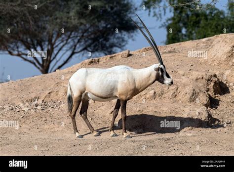 Wild Animal Arabian Oryx Or White Oryx In Al Ain Zoo Safari Park Stock