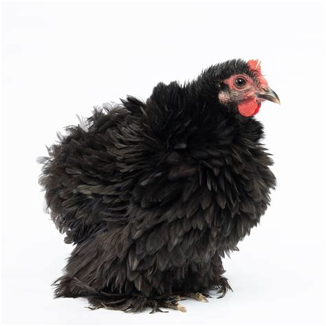 Pullet: Black Frizzle Cochin Bantam, Shipping Week of - My Pet Chicken