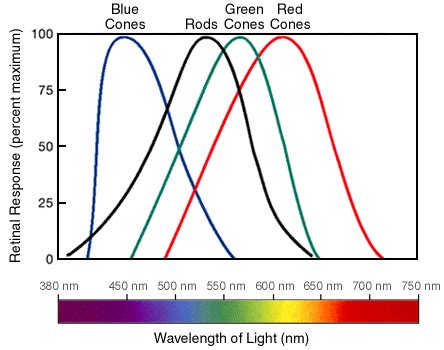 Rods and Cones | Ask A Biologist