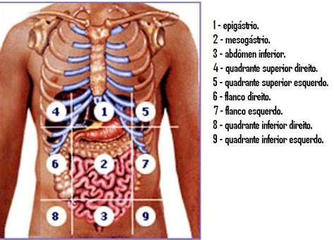 Divisão Do Abdome Curso Tecnico De Enfermagem Material De Enfermagem