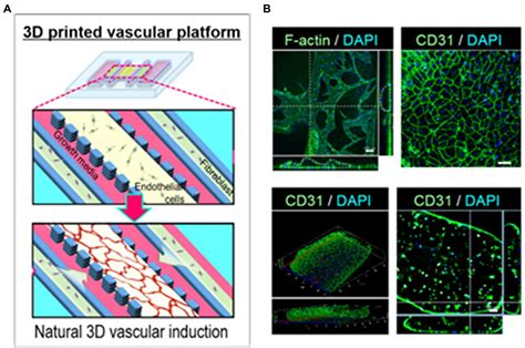 Frontiers D Bioprinting Of Vascularized Tissues For In Vitro And In