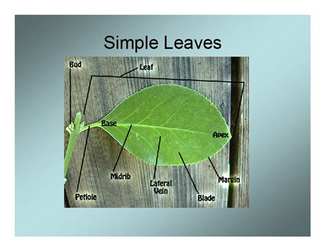 bio univ palangkaraya morfologi daun