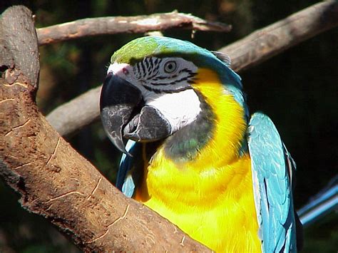 exotic bird Free Photo Download | FreeImages