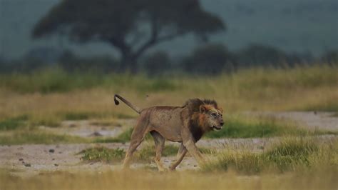 Six Lions Killed in Kenya in Blow to Conservation Efforts