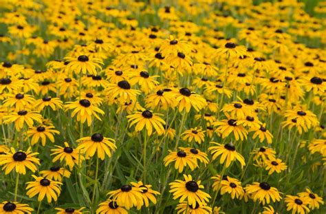 40 North Carolina Native Flowers And Wildflowers To Admire Petal Republic