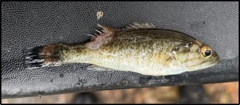 Smallmouth Bass Fry