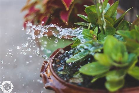 4 Materials To Use To Improve Drainage In Potted Plants