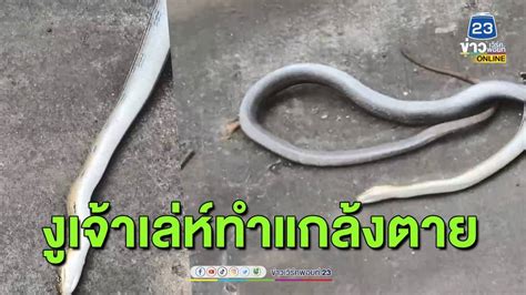 ถูกจับหนีไม่รอด! งูเจ้าเล่ห์แกล้งตาย หลังเลื้อยขึ้นไปบนบ้านหากินหนู ถูก ...