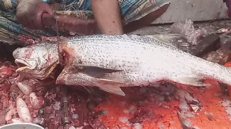 Amazing Fish Cutting Skills Kg Big Lakkha Fish Cutting Skills In