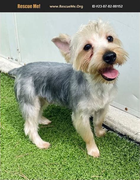 Adopt Yorkie Rescue Fort Myers Fl