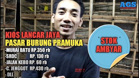 Kios Lancar Jaya Pasar Burung Pramuka Stok Ambyar Youtube