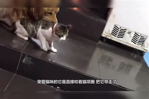 猫咪看到自家狗子被打，气势汹汹地冲上去干架，请憋住不要笑 干架 猫咪