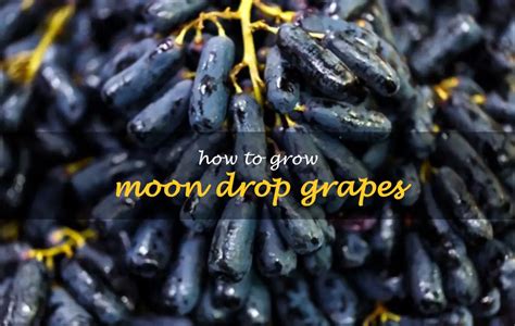 How To Grow Moon Drop Grapes | ShunCy