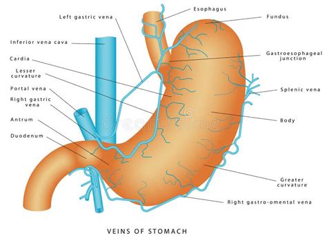 Anatomie D Estomac Illustration De Vecteur Illustration Du Interne