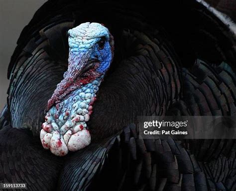 Colorado Wild Turkey Photos And Premium High Res Pictures Getty Images