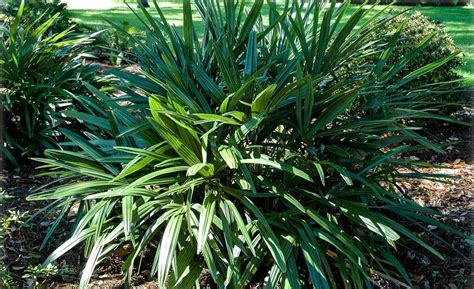 Serenoa Repens Saw Palmetto Flora Toskana